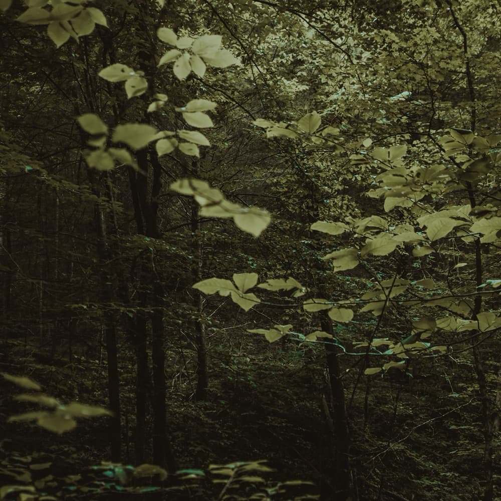 Reverie (Acoustic) - EP album cover